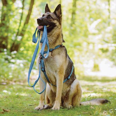 Show full view: Blue-9 Pet Products Reflective Dog Leash, Blue Ice, Medium/Large: 6-ft long, 1-in wide slide 7 of 8