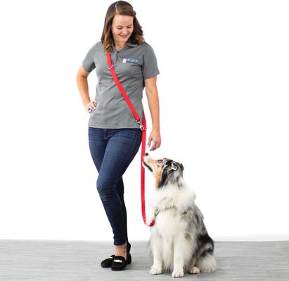 Show full view: Blue-9 Pet Products Multi-Function Double Attachment Hands-Free Dog Leash, Sky Blue, Medium/Large: 6-ft long, 1-in wide slide 2 of 3