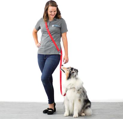 Show full view: Blue-9 Pet Products Multi-Function Double Attachment Hands-Free Dog Leash, Hot Pink, Medium/Large: 6-ft long, 1-in wide slide 2 of 3