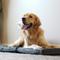Show in main carousel: Blue-9 Pet Products Restore Washable Double Dog & Cat Bed, Gray, 24 x 48-in slide 6 of 7