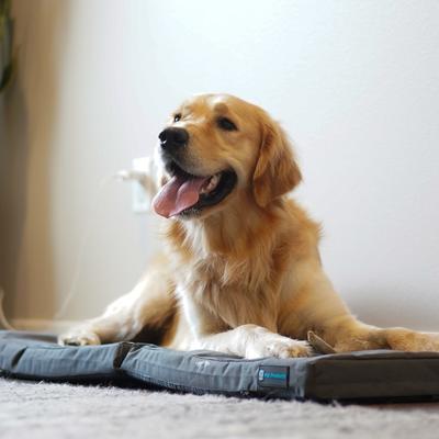 Show full view: Blue-9 Pet Products Restore Washable Double Dog & Cat Bed, Gray, 24 x 48-in slide 6 of 7