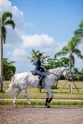 Show full view: Amigo Flyrider Horse Fly Sheet, Silver with Titanium Grey & Silver, Large slide 2 of 5