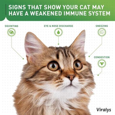 Vetoquinol Viralys Powder Immune Supplement for Cats