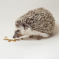 Exotic Nutrition Hedgehog Variety Pack Small Pet Treats slide 2 of 8