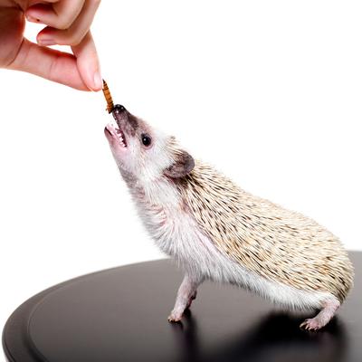 Show full view: Exotic Nutrition Hedgehog Variety Pack Small Pet Treats slide 8 of 9