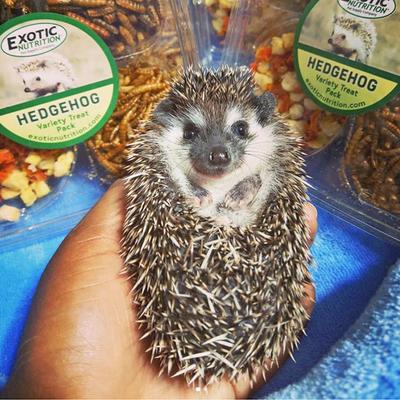 Show full view: Exotic Nutrition Hedgehog Variety Pack Small Pet Treats slide 4 of 9
