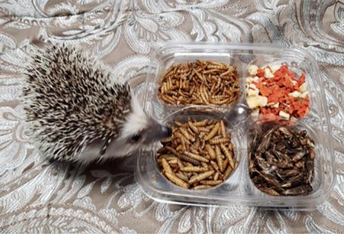 Show full view: Exotic Nutrition Hedgehog Variety Pack Small Pet Treats slide 6 of 9