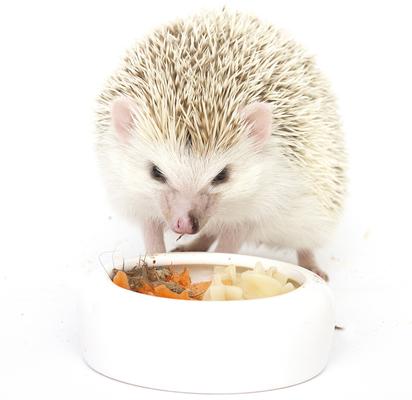 Show full view: Exotic Nutrition Hedgehog Variety Pack Small Pet Treats slide 2 of 9