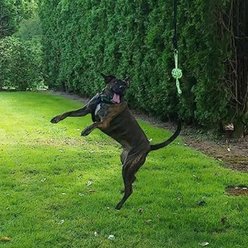 Tumbo Tugger Dog Toy, Green, Large slide 2 of 8