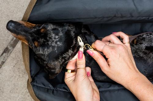 Show full view: Bespoke Paws The Daily Packable Dog Carrier, Army, Medium slide 6 of 10