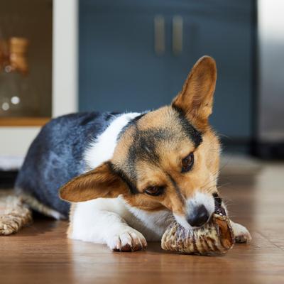 Show full view: Bones & Chews Made in USA Cheese & Bacon Flavored Filled Beef Trachea Dog Treats, 2 count slide 5 of 8