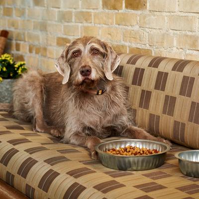 Show full view: Behrens Galvanized Steel Seamless Pet Bowl, 1-gal slide 4 of 6