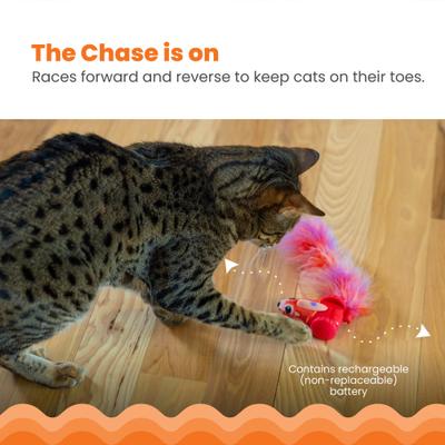 Show full view: Catstages Racin' Squirrel Robot, Electronic Moving Cat Motion Toy, Red slide 2 of 9