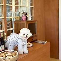 Dolly Pet Sun Kissed Elegance Dog Dress, White/Ivory, Large