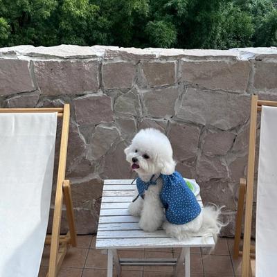 Show full view: Dolly Pet Floral Glow Denim Dress with Lace Bow Dog Dress, Light/Neon Green, X-Large slide 4 of 6