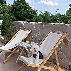 Dolly Pet Floral Glow Denim Dress with Lace Bow Dog Dress, Deep/Neon Pink, X-Small