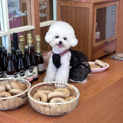 Show full view: Dolly Pet Sun Kissed Elegance Dog Dress, Black/Red, X-Small slide 2 of 5