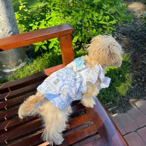 Dolly Pet Breeze Bliss Dog Dress, Medium