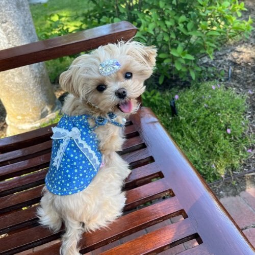 Dolly Pet Night Glow Winter Cape Dog Coat