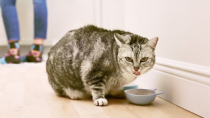 best diet cat food