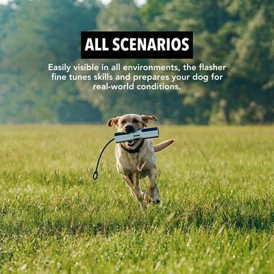 Show full view: GUNNER Bumper Dog Training Tool, Flasher slide 7 of 7