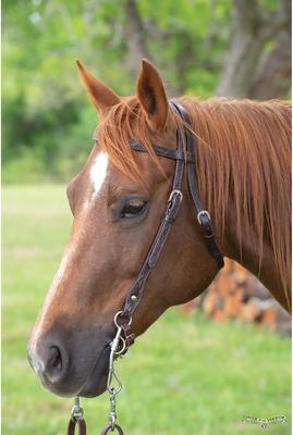 Show full view: Circle Y Classic Floral Browband Horse Headstall, 5/8-in, Walnut slide 2 of 2