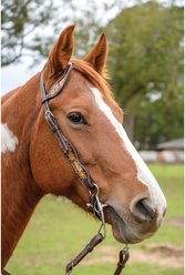 Circle Y Python Pass One Ear Horse Headstall, Vintage, 35 to 43-in slide 2 of 4