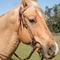 Show in main carousel: Circle Y Oakwood Browband Horse Headstall, Heavy Oil, 33 to 41-in slide 4 of 4