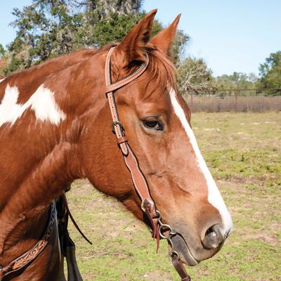 Show full view: Circle Y Oakwood One Ear Horse Headstall, Heavy Oil, 33 to 41-in slide 4 of 4
