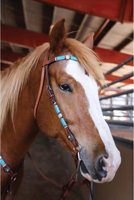 Show full view: Circle Y Turquoise Roundup Futurity Horse Browband, 1/2 to 5/8-in, Regular Oil slide 4 of 5