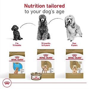 Royal Canin Breed Health Nutrition Poodle Adult Loaf in Sauce Canned Dog Food, 3-oz can, case of 24