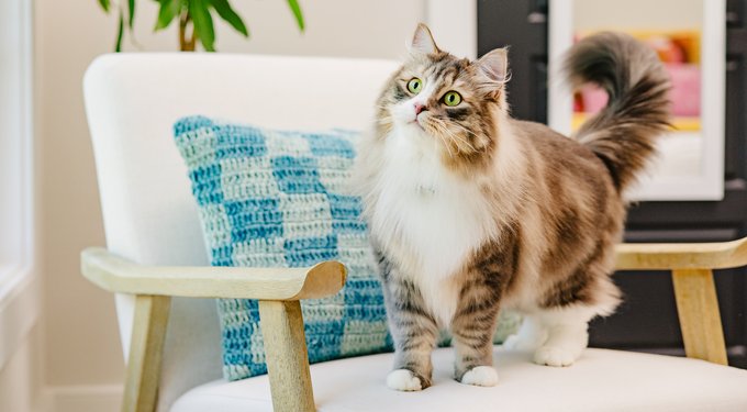 Purina ONE Tender Selects Blend with Real Salmon Dry Cat Food