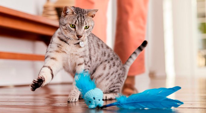 Purina ONE Tender Selects Blend with Real Chicken Dry Cat Food
