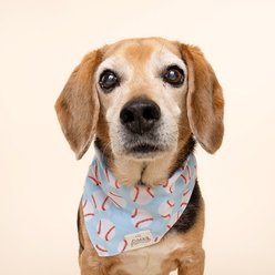 The Paws Home Run Dog & Cat Bandana, Blue, Small slide 2 of 6