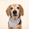 Show in main carousel: The Paws Home Run Dog Bandana, Blue, X-Large slide 2 of 9