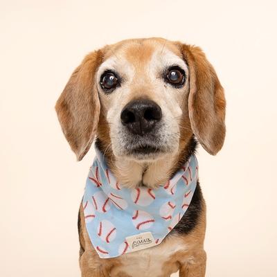 Show full view: The Paws Home Run Dog Bandana, Blue, X-Large slide 2 of 9