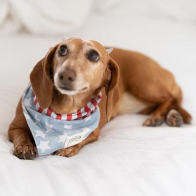 Show full view: The Paws National Dog Bandana, Blue, X-Large slide 4 of 8