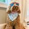 Show in main carousel: The Paws National Dog Bandana, Blue, X-Large slide 3 of 8