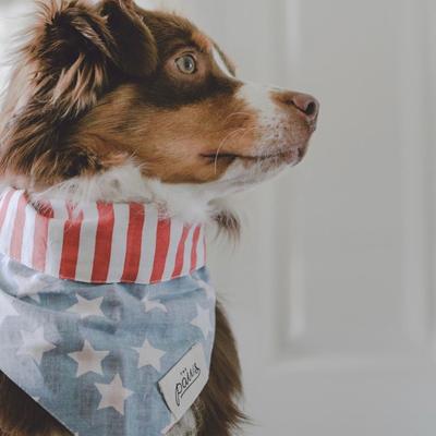 Show full view: The Paws National Dog Bandana, Blue, X-Large slide 2 of 8