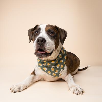 Show full view: The Paws Brew Dog Bandana, Green, Small slide 3 of 7