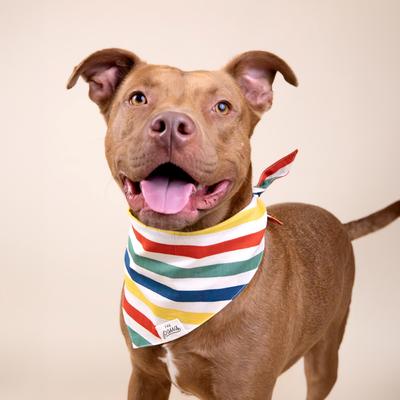 Show full view: The Paws Frontier Dog Bandana, Stripes, Small slide 3 of 7