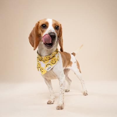 Show full view: The Paws Smile Dog Bandana, Yellow, X-Large slide 3 of 9