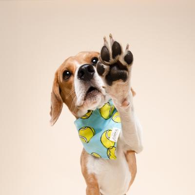 Show full view: The Paws Fetch Dog Bandana, Green, Small slide 3 of 9