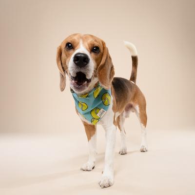 Show full view: The Paws Fetch Dog Bandana, Green, Small slide 4 of 9