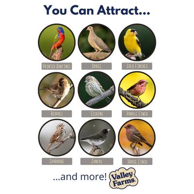 Show full view: Valley Farms White Millet Wild Bird Food, 20-lb bag slide 4 of 10