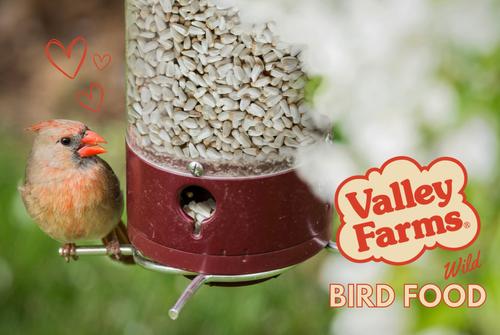 Show full view: Valley Farms Safflower Seed Wild Bird Food, 4-lb bag slide 7 of 10