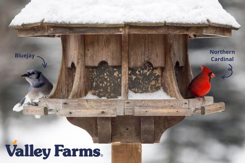Show full view: Valley Farms Deluxe Wild Bird Food, 40-lb bag slide 9 of 9