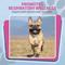 Show in main carousel: PetSilver All Natural Cat & Dog Respiratory Solution & Immune Support, 16-fl oz bottle slide 8 of 10