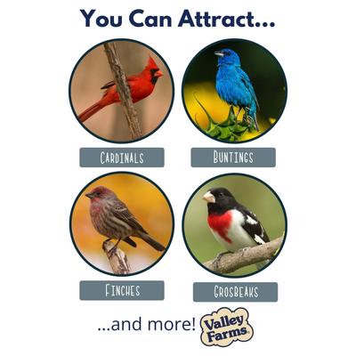 Show full view: Valley Farms Safflower Seed Wild Bird Food, 4-lb bag slide 4 of 10