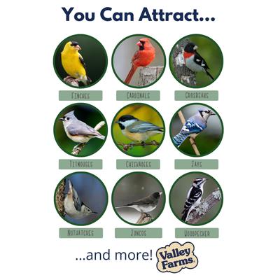 Show full view: Valley Farms Super Deluxe Wild Bird Food, 40-lb bag slide 4 of 9